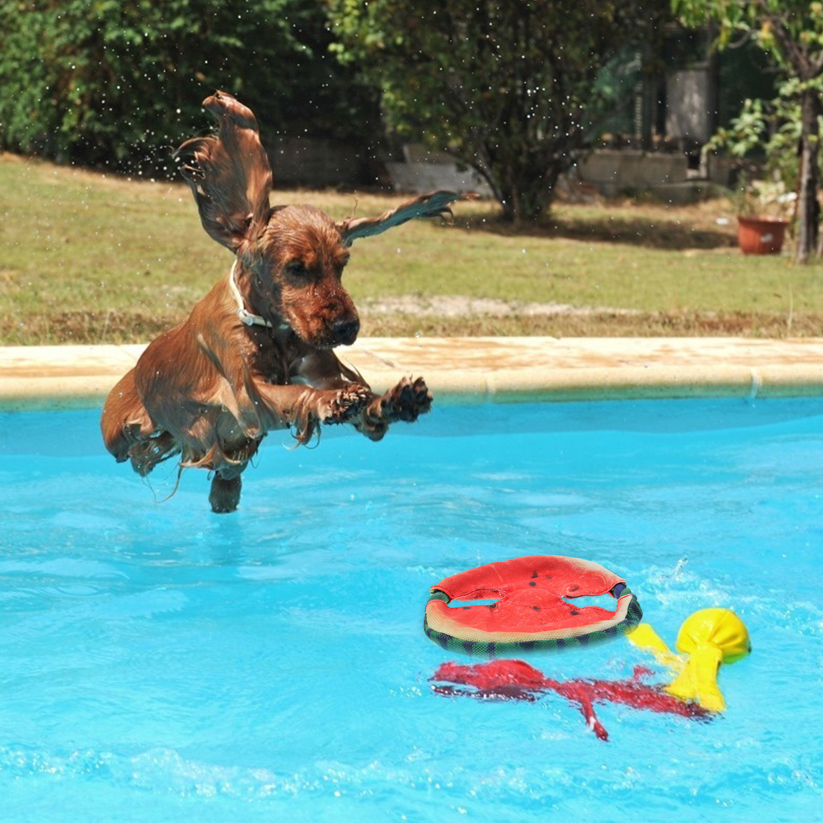 Disco voador para cães, com de - Flying Disc Dog Training Toy avaliação e preço